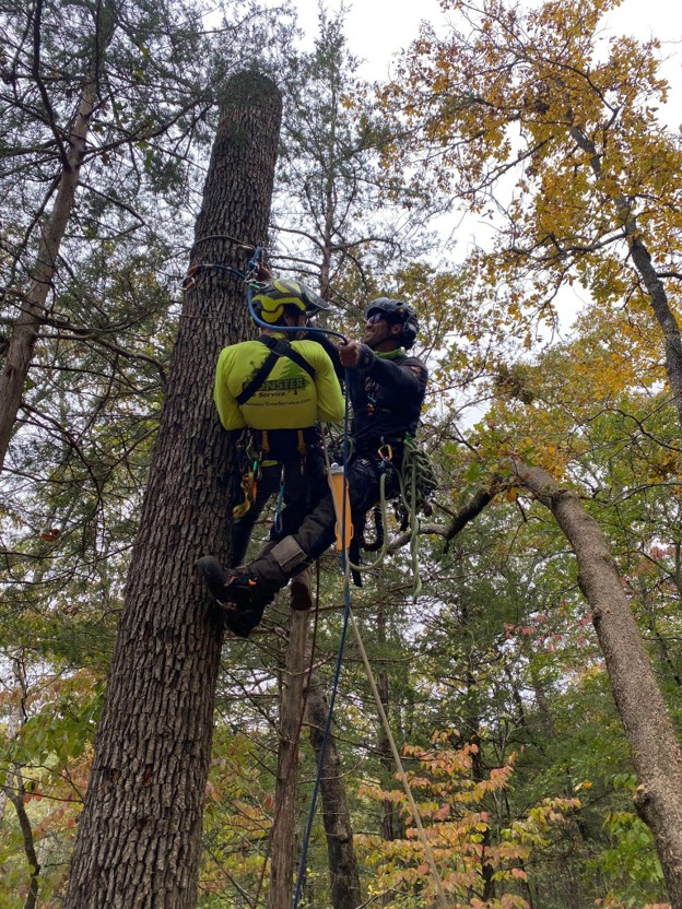 two arborists in a tree